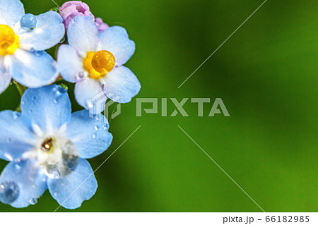 Beautiful wild forget-me-not Myosotis flower 66182985