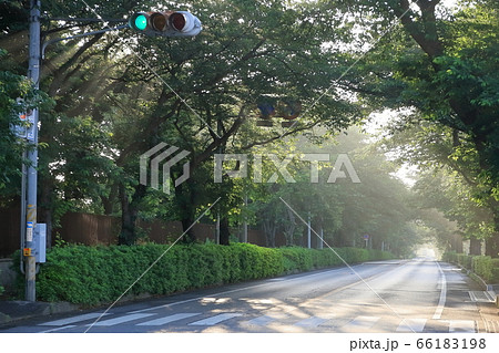 早朝の木漏れ日 66183198