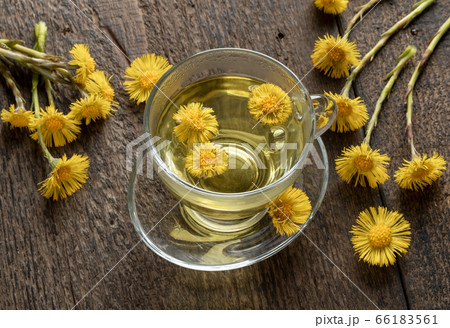 A cup of herbal tea with fresh coltsfoot plant 66183561
