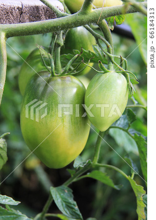 Green tomatoes are ripening on the bush. New crop Green tomatoes are ripening on the bush. New crop 66184313