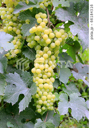 Grape on the vine. New harvest. Powdery mildew on the leaves Grape on the vine. New harvest. Powdery mildew on the leaves 66184316