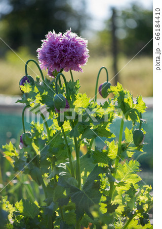Close up of cultivated blooming poppies  66184410