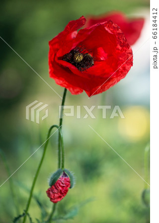 Flowers Red poppies blossom on wild field. 66184412