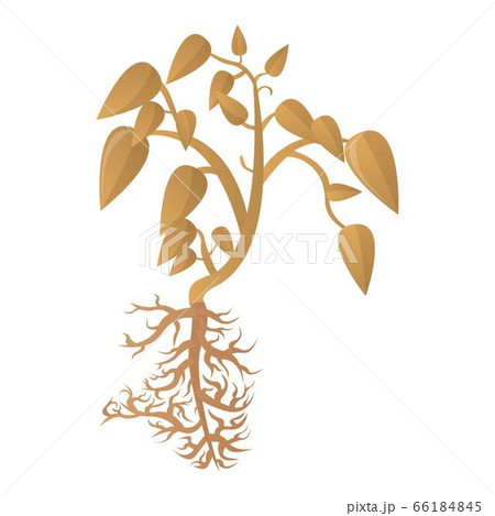 Soybean dry plant icon, cartoon style Soybean dry plant icon, cartoon style 66184845