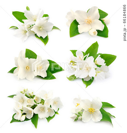 Jasmin flowers, 66184866