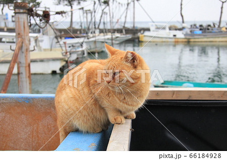 船の上に座り後ろに猫を見つけて振り向く茶トラのネコの写真素材