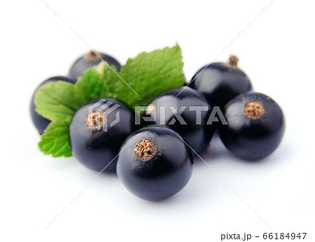 Currant isolated 66184947