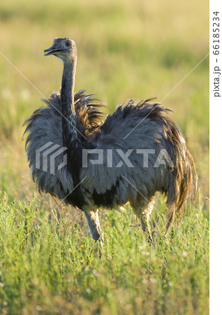 Greater rhea, Pampas. 66185234