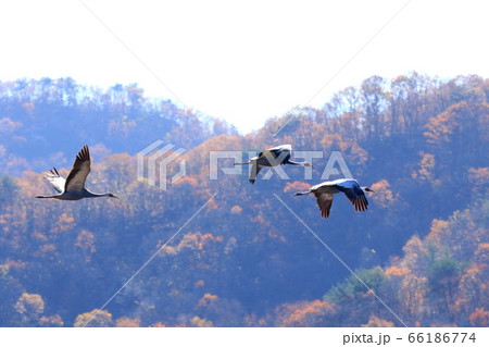 野生動物 自然 野鳥 66186774
