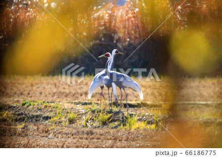 白鳥 自然 野鳥 66186775