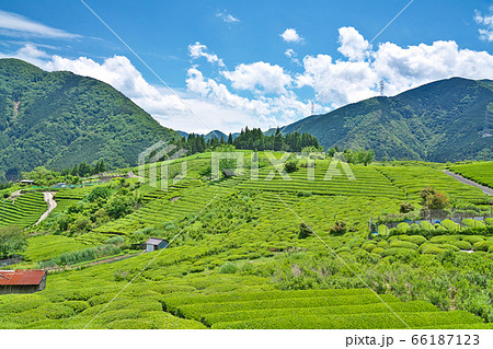 【岐阜のマチュピチュ 天空の茶畑】 岐阜県揖斐郡揖斐川町春日六合 66187123