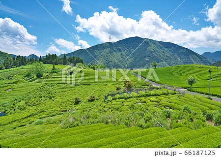 【岐阜のマチュピチュ 天空の茶畑】 岐阜県揖斐郡揖斐川町春日六合 66187125