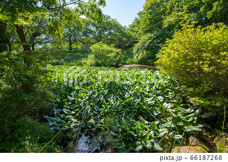 北本キャンプフィールド　新緑  水辺　　 66187268