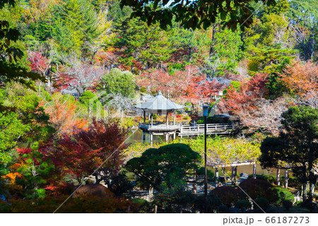 成田山公園の紅葉風景 秋 (千葉県成田市 成田山新勝寺) 2019年11月 成田山公園の紅葉風景 秋 (千葉県成田市 成田山新勝寺) 2019年11月 66187273