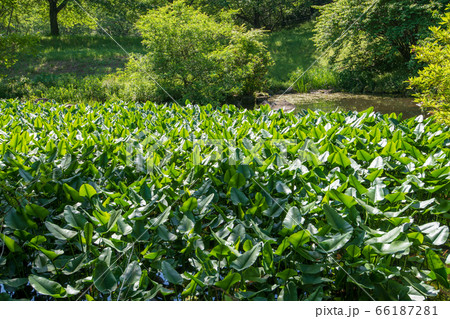 北本キャンプフィールド　新緑  水辺　　 66187281