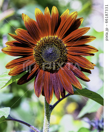 Helianthus annuus known as sunflower Earthwalker in British park Helianthus annuus known as sunflower Earthwalker in British park 66187331