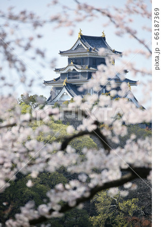岡山城 -満開の桜が咲く「旭川さくらみち」から望む- 66187369