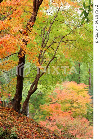 紅葉のはじまり 伊豆 湯ヶ島温泉付近の様子 紅葉のはじまり 伊豆 湯ヶ島温泉付近の様子 66187532