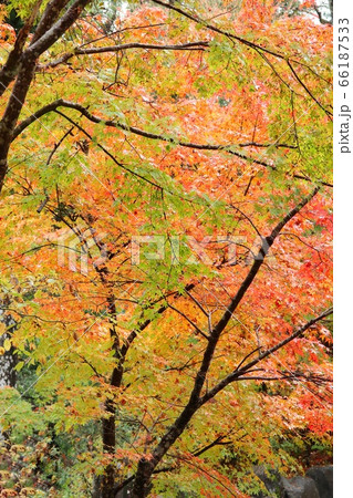 紅葉のはじまり　伊豆　湯ヶ島温泉付近の様子 66187533