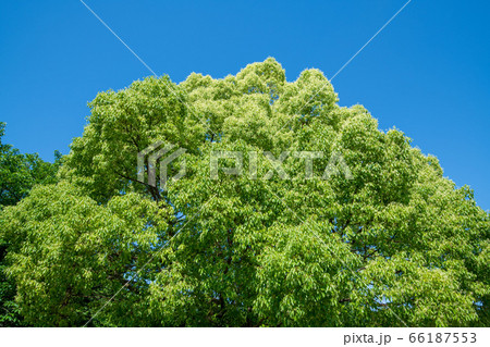 クスノキ　樹木　北本キャンプフィールド 66187553