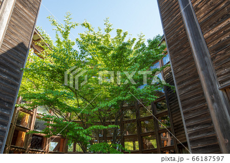 北本キャンプフィールド サンアメニティ 新緑のころ 北本キャンプフィールド サンアメニティ 新緑のころ 66187597