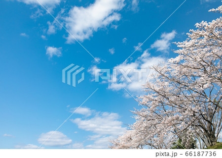 満開の桜と青空が清々しい春の景色 満開の桜と青空が清々しい春の景色 66187736