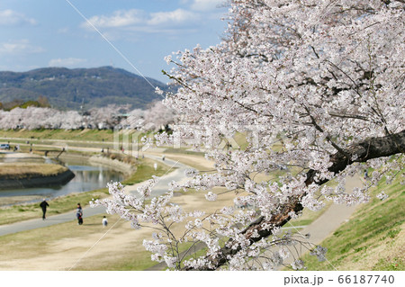 満開の桜が咲く「旭川さくら道」岡山後楽園側のお花見スポット 満開の桜が咲く「旭川さくら道」岡山後楽園側のお花見スポット 66187740