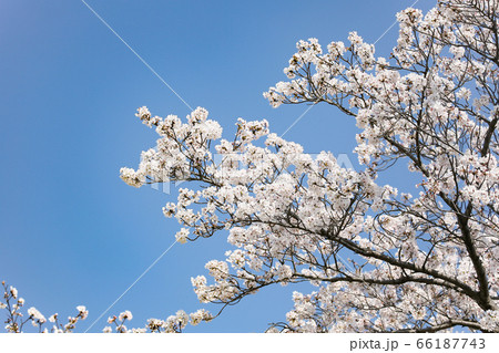 満開の桜と青空が清々しい春の景色 66187743