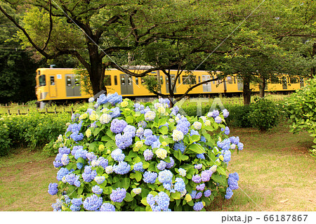 北山公園の傍を通過する西武園行の電車(3) 北山公園の傍を通過する西武園行の電車(3) 66187867