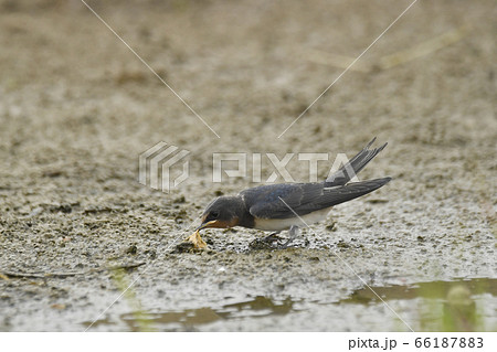 成鳥の行動を真似るツバメの幼鳥 66187883