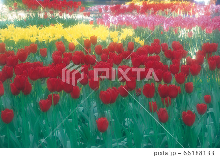 オランダ　キューケンコフ公園のチューリップ畑 66188133