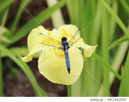 《二宮せせらぎ公園》アヤメとトンボ 66188269