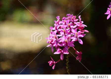 エピデンドラム 66188271