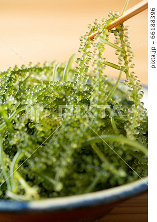 海ぶどう　８０グラム 66188396