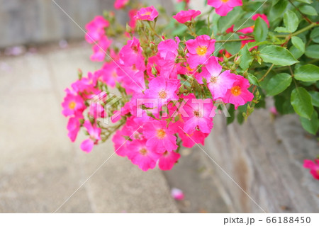 バラの花 ロージーカーペット バラの花 ロージーカーペット 66188450