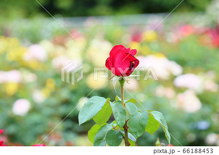 バラの花 フロイデ バラの花 フロイデ 66188453