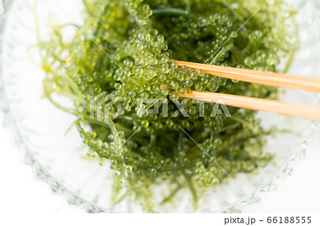 海ぶどう　 66188555