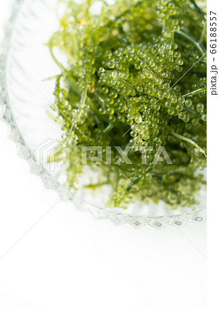 海ぶどう　 66188557