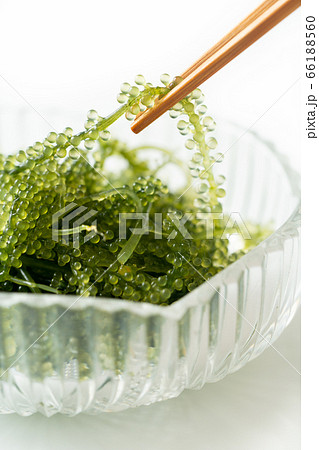 海ぶどう　 66188560