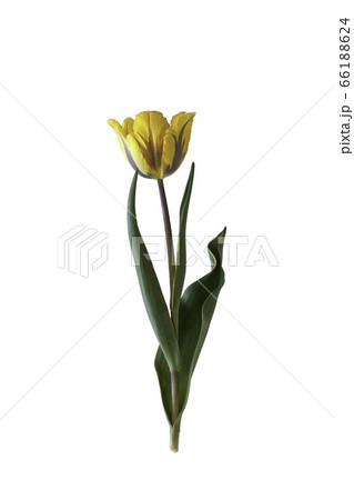 Tulip on isolated background. Tulip on isolated background. 66188624