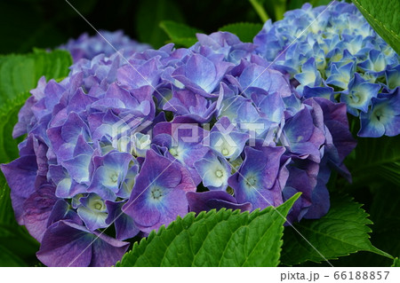 紫陽花 紫色 02 紫陽花 紫色 02 66188857