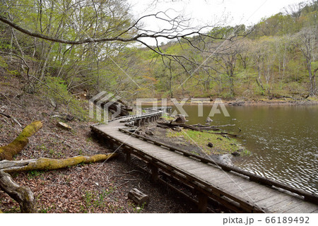 大沼園地遊歩道の風景 大沼園地遊歩道の風景 66189492