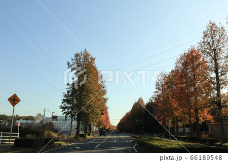 牛久学園通りのモミジバフウとシラカシの紅葉 牛久学園通りのモミジバフウとシラカシの紅葉 66189548
