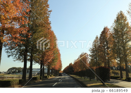 牛久学園通りのモミジバフウとシラカシの紅葉 牛久学園通りのモミジバフウとシラカシの紅葉 66189549