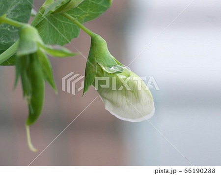 ベランダ菜園のスナップエンドウ 内部で実が育ち始めた花 ベランダ菜園のスナップエンドウ 内部で実が育ち始めた花 66190288