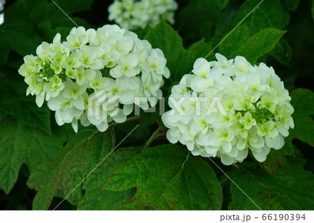 西洋あじさい　花びら白色　05 66190394