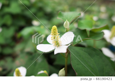 ドクダミの花のアップ ドクダミの花のアップ 66190421