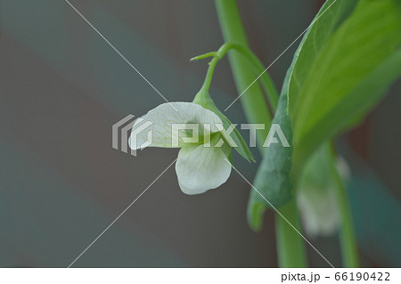 ベランダ菜園のスナップエンドウの花 ベランダ菜園のスナップエンドウの花 66190422