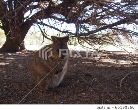 クォッカ 66190566