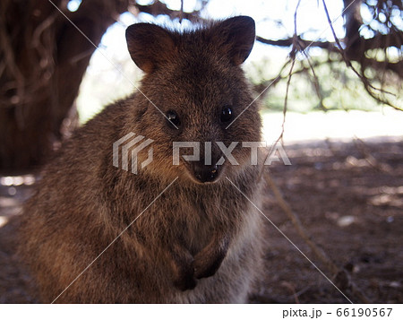 クォッカ 66190567